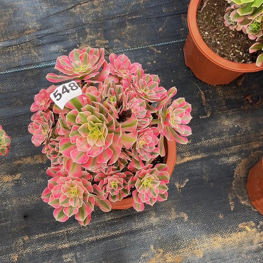 548粉女巫冠服在25公分左右