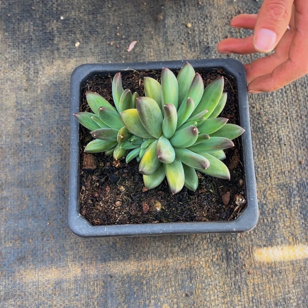 2505号上午多肉植物群生多肉植物