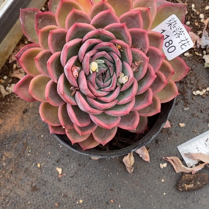 尐*糊精品多肉植物1180