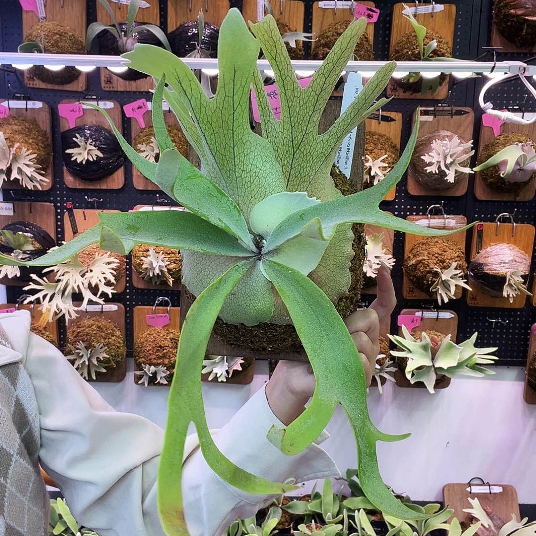 秒 sf 掠夺者 spa kai