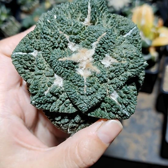 日系龟甲牡丹落地有根点