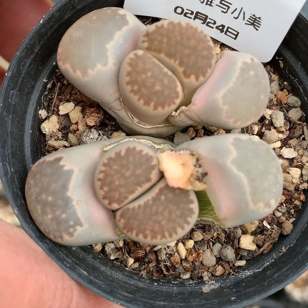 一*Y61多肉植物保护