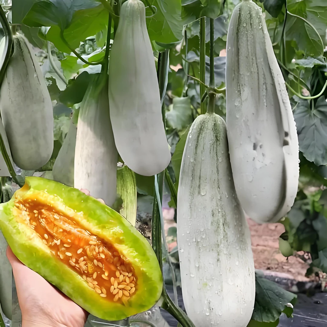 【满五包包邮】甜脆羊角蜜甜瓜种子原装香瓜四季高产羊角酥种子