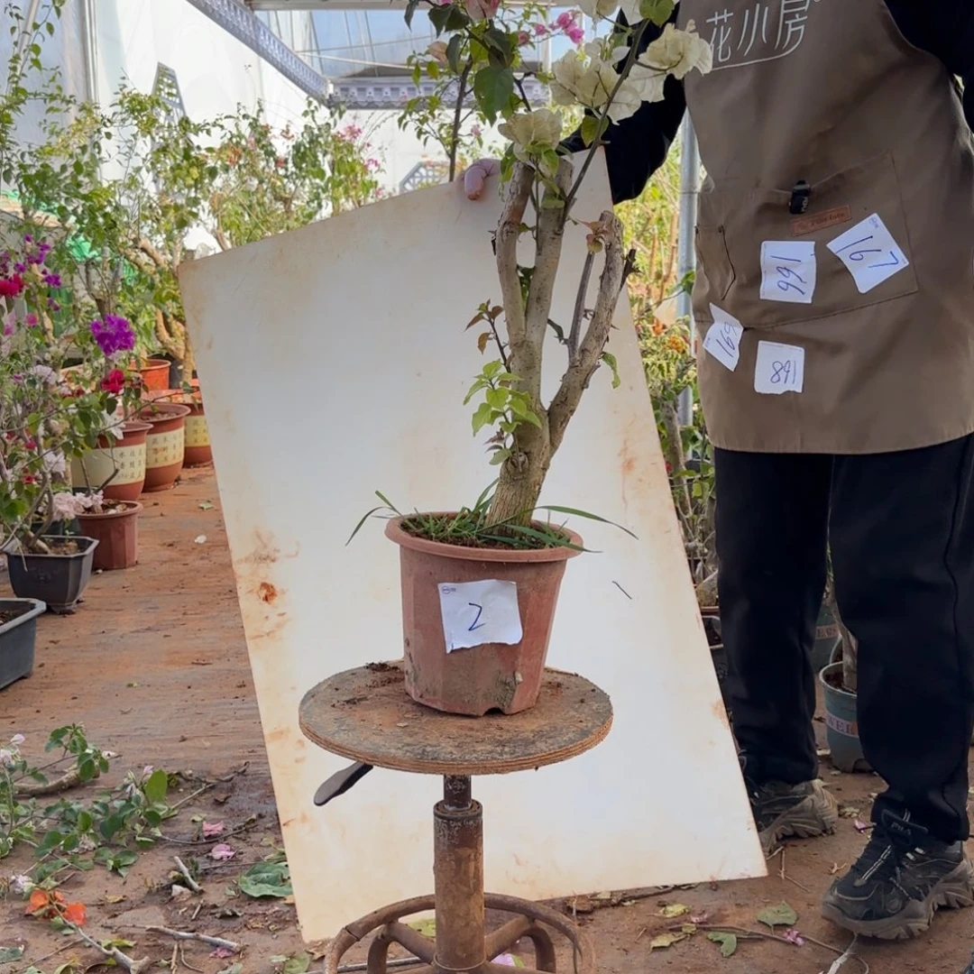 大部分开放少量花苞画报 2