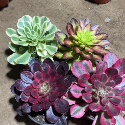 525多肉植物组合