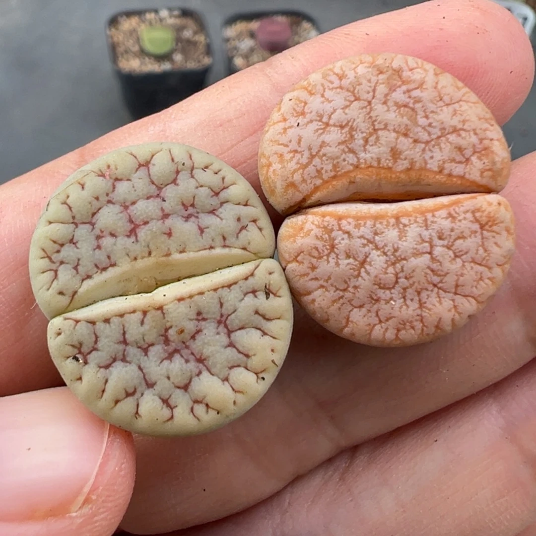 9.27好看的多肉脱土发货900