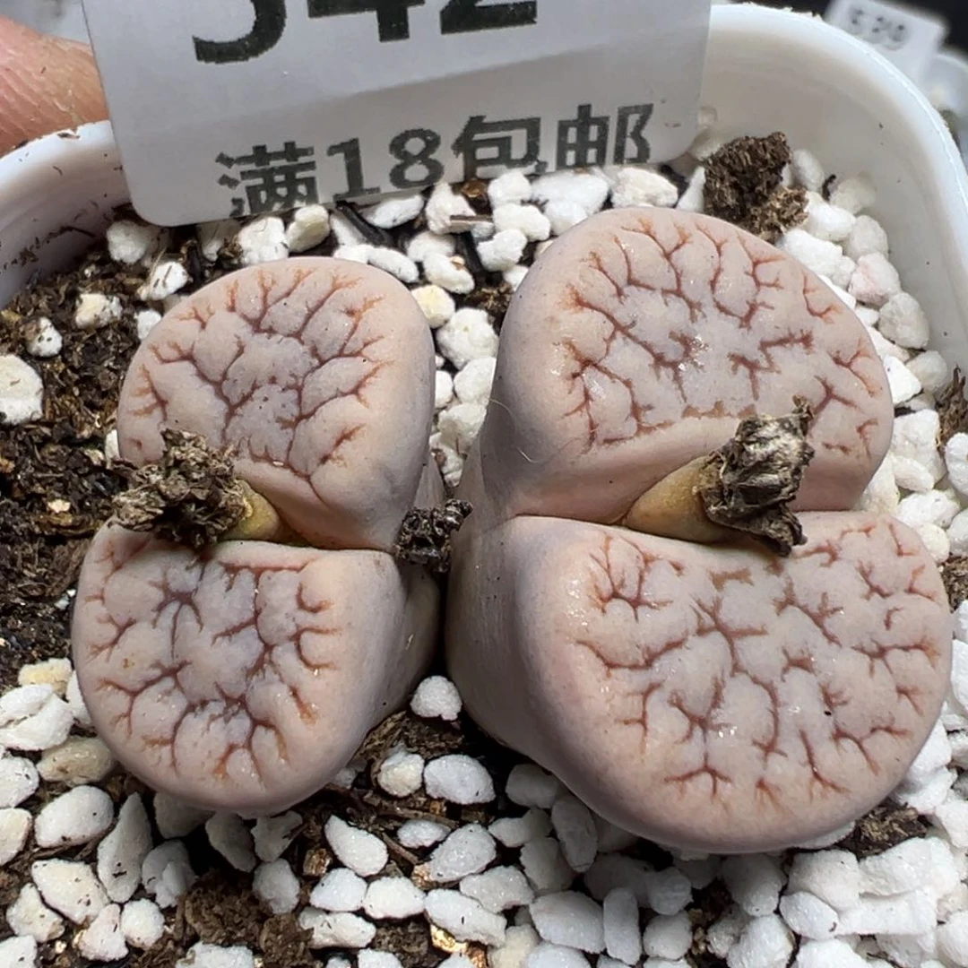 【闪购商品】 542。