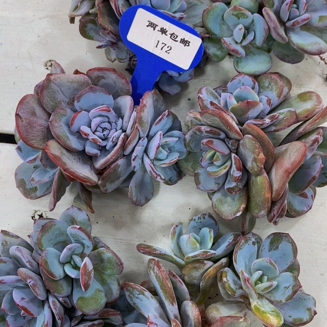 172-福利奶茶群一个
