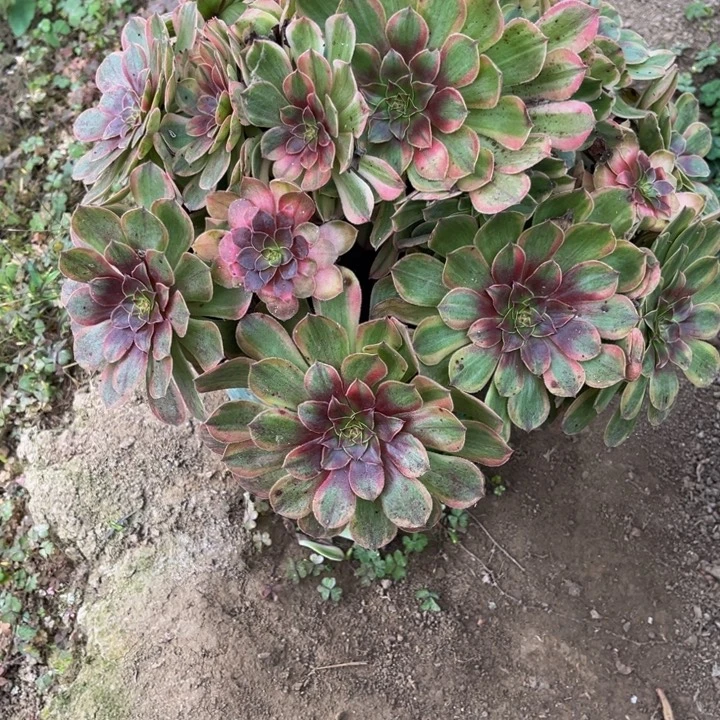 111七彩多少植物法师