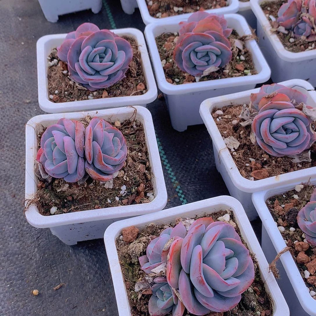 双头布鲁兰245678990000