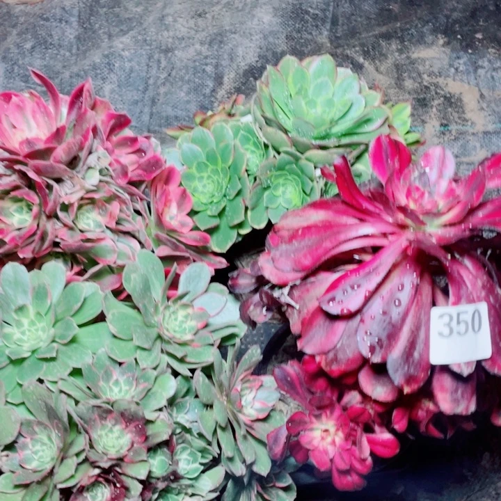 多肉植物组合350