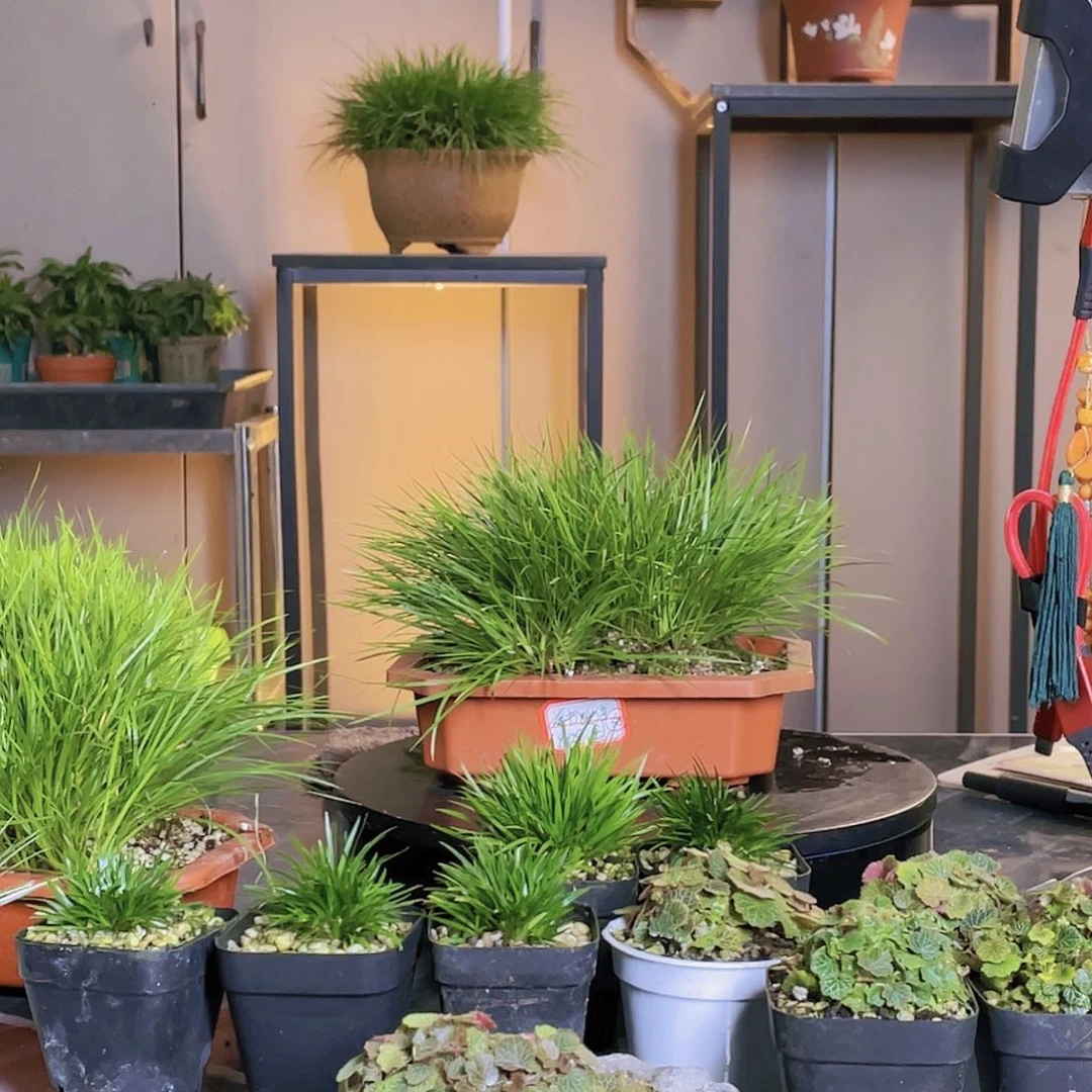 【闪购商品】不开花植物