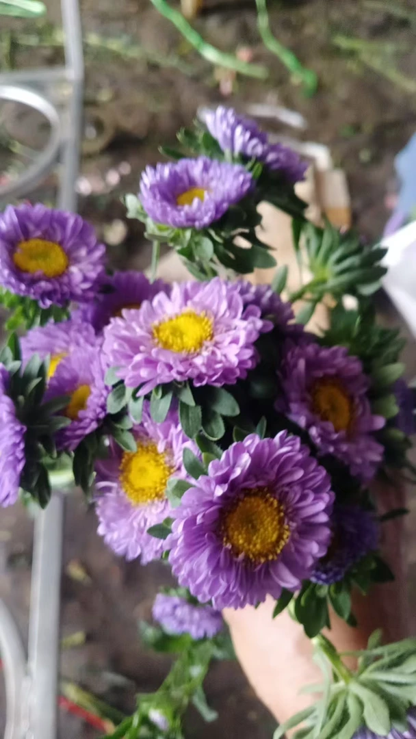 【买一送一】紫色小翠菊一把   南基地鲜花   基地直发   家养水养