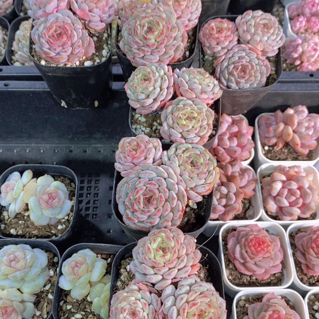 25-精品哈尼白胖子群一个