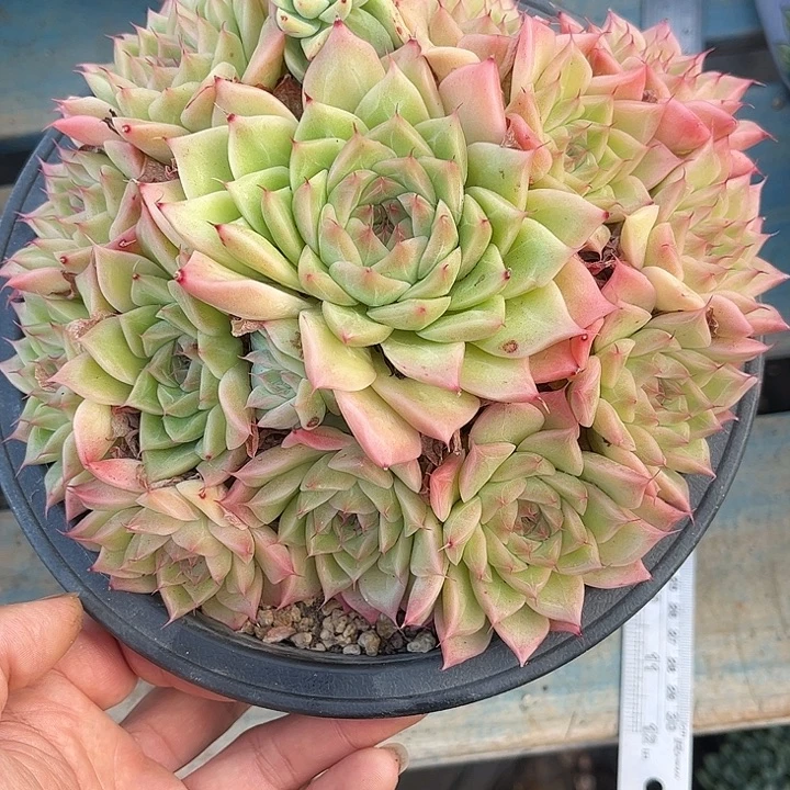 多肉植物一物一拍