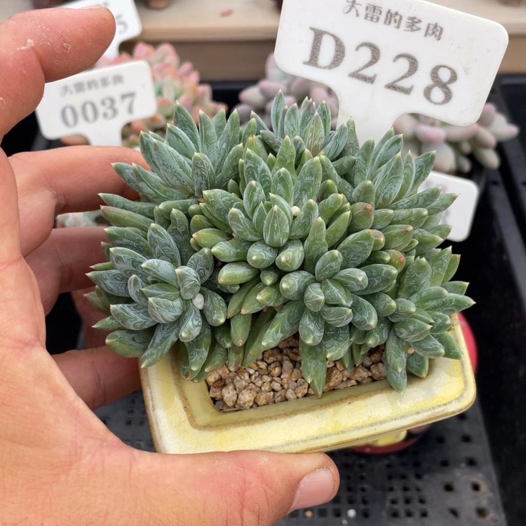 228炫彩星不带盆10厘米