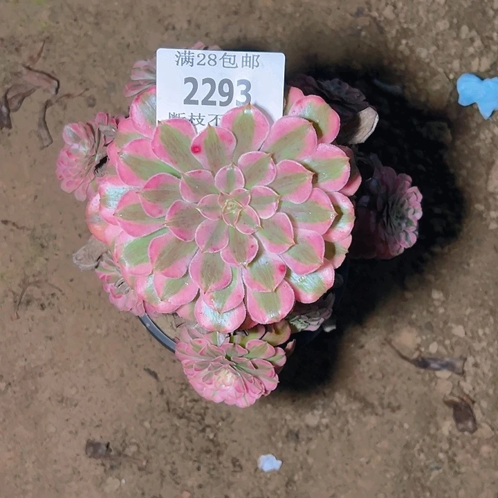 2293红铜白多肉植物