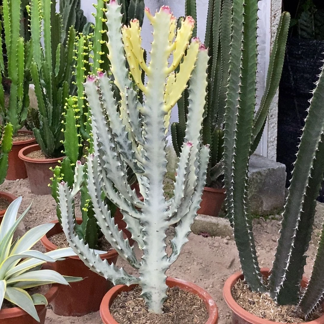 白龙骨一物一拍一