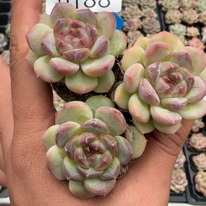 新店开播，全餐¥9.9包邮188