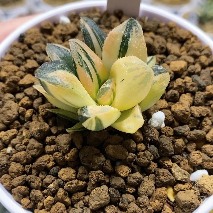 【闪购商品】19毛蟹锦