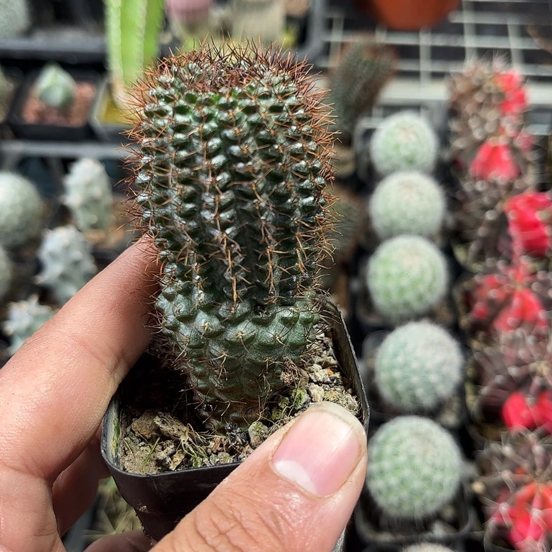 武功丸单头发货单头发