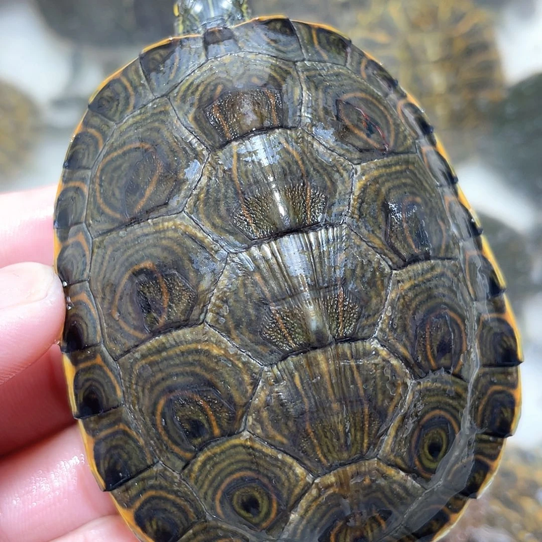 宠物龟不分公母8.1