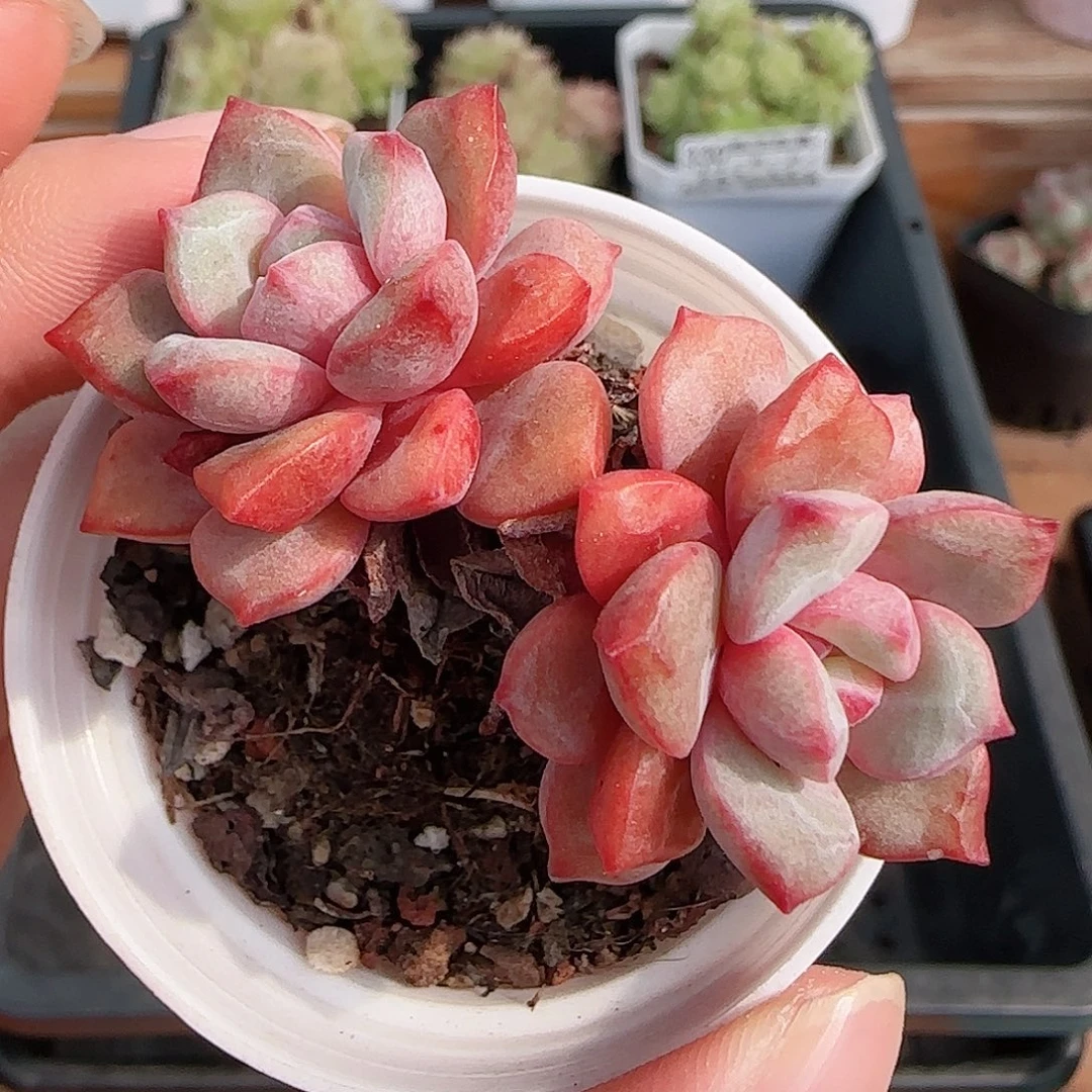 1107----338福利福利