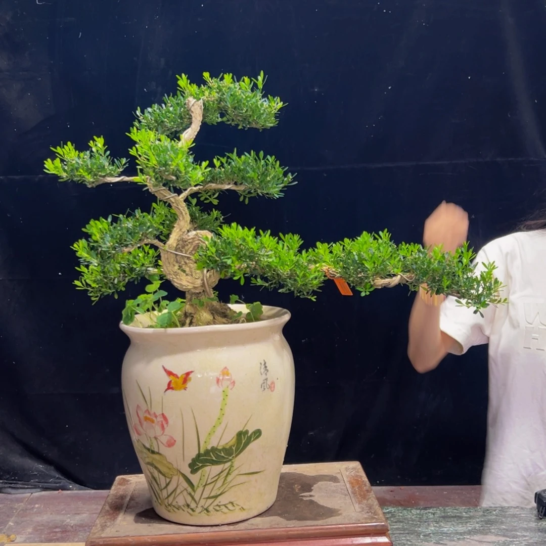 无花朵广东黄杨四季常青