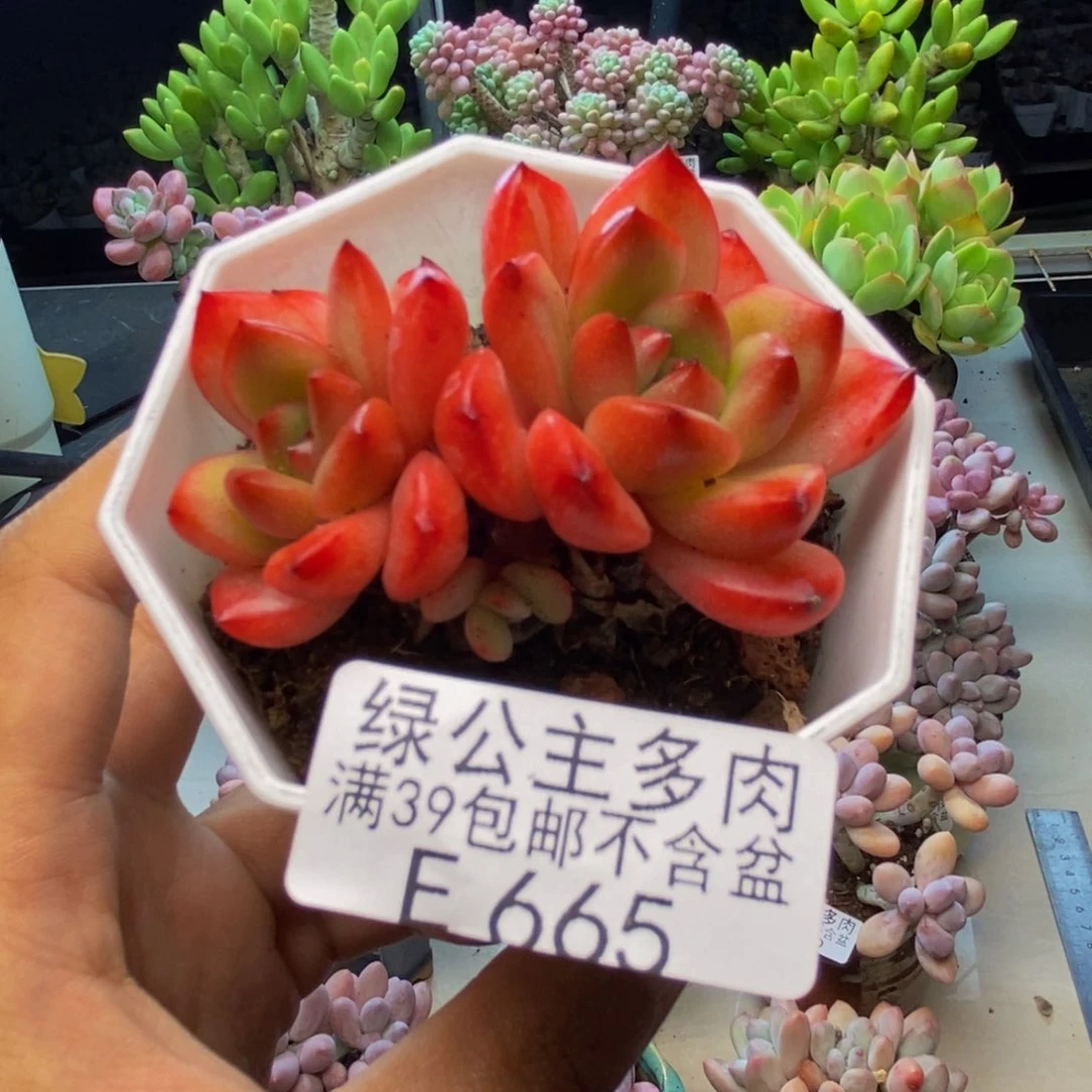 665TM多肉多肉5c m