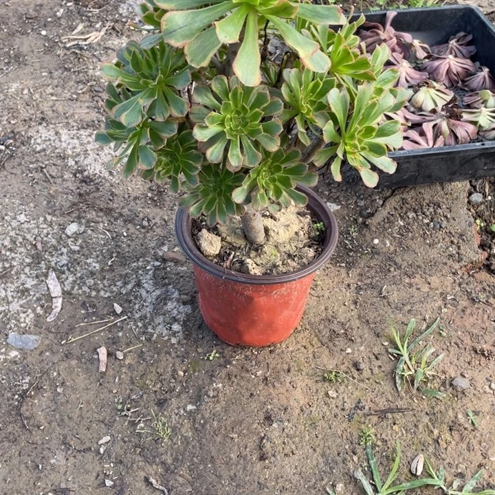 83虞姬多肉植物多肉