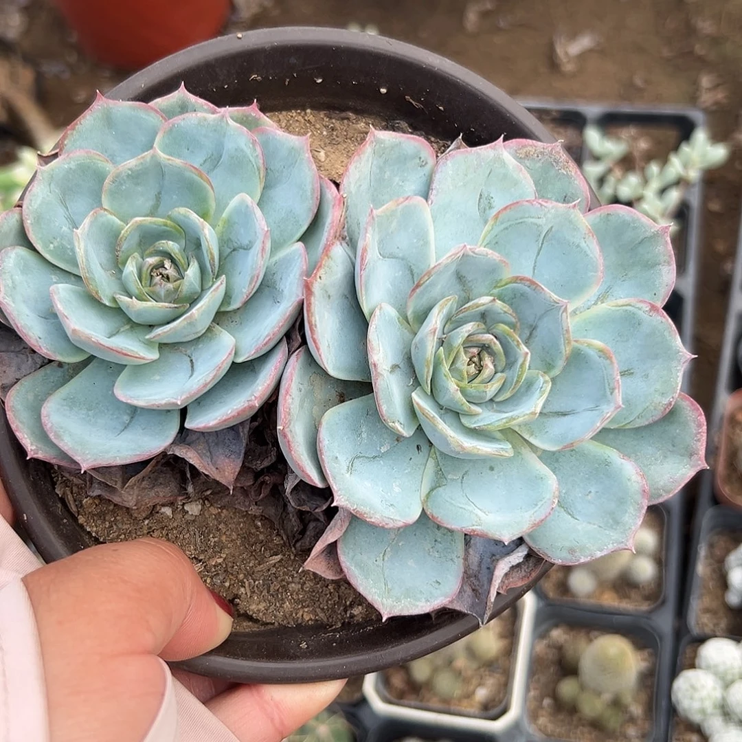 多肉植物多肉植物