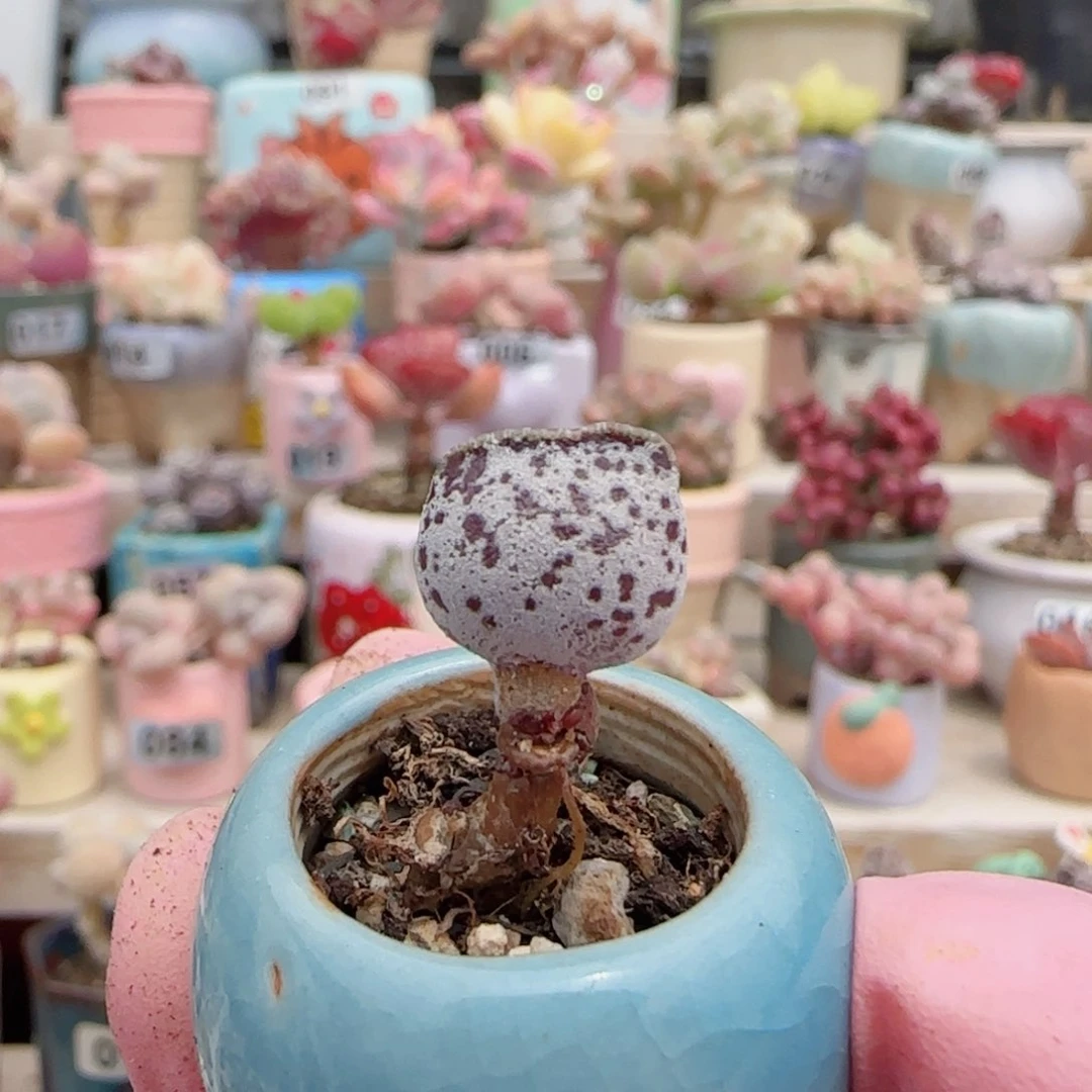 小***三可爱白丸 盆口2cm
