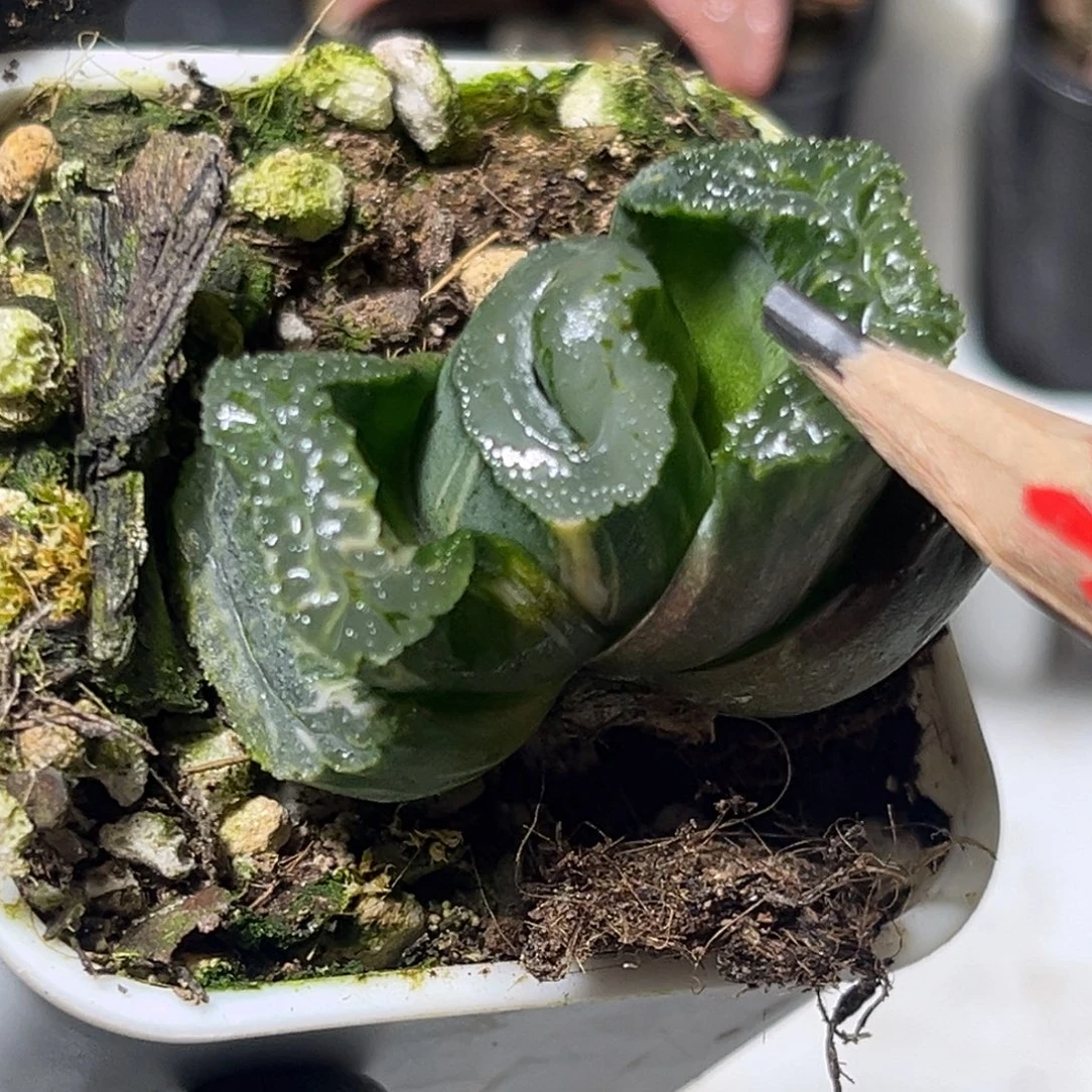 十二卷多肉植物1559十八古令异型