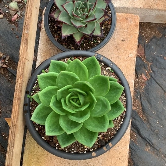 呜***呜美肉特价活动开始啦