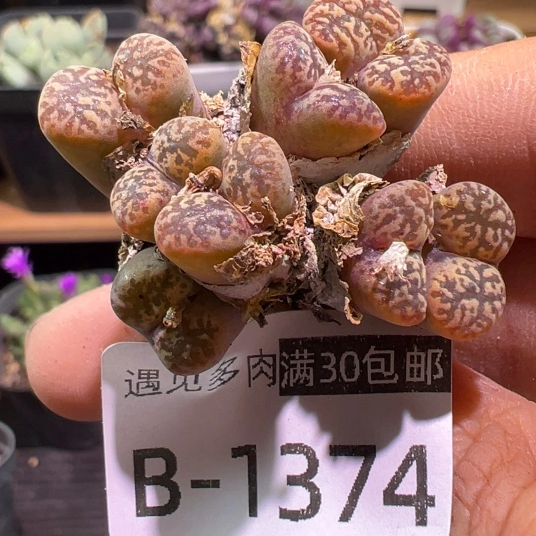 多肉植物1111111111111