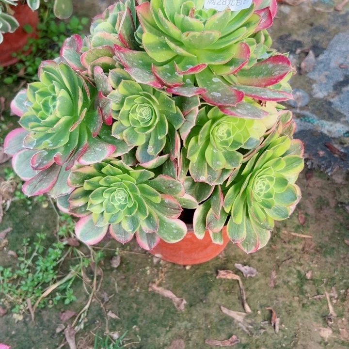 142奶白多肉植物