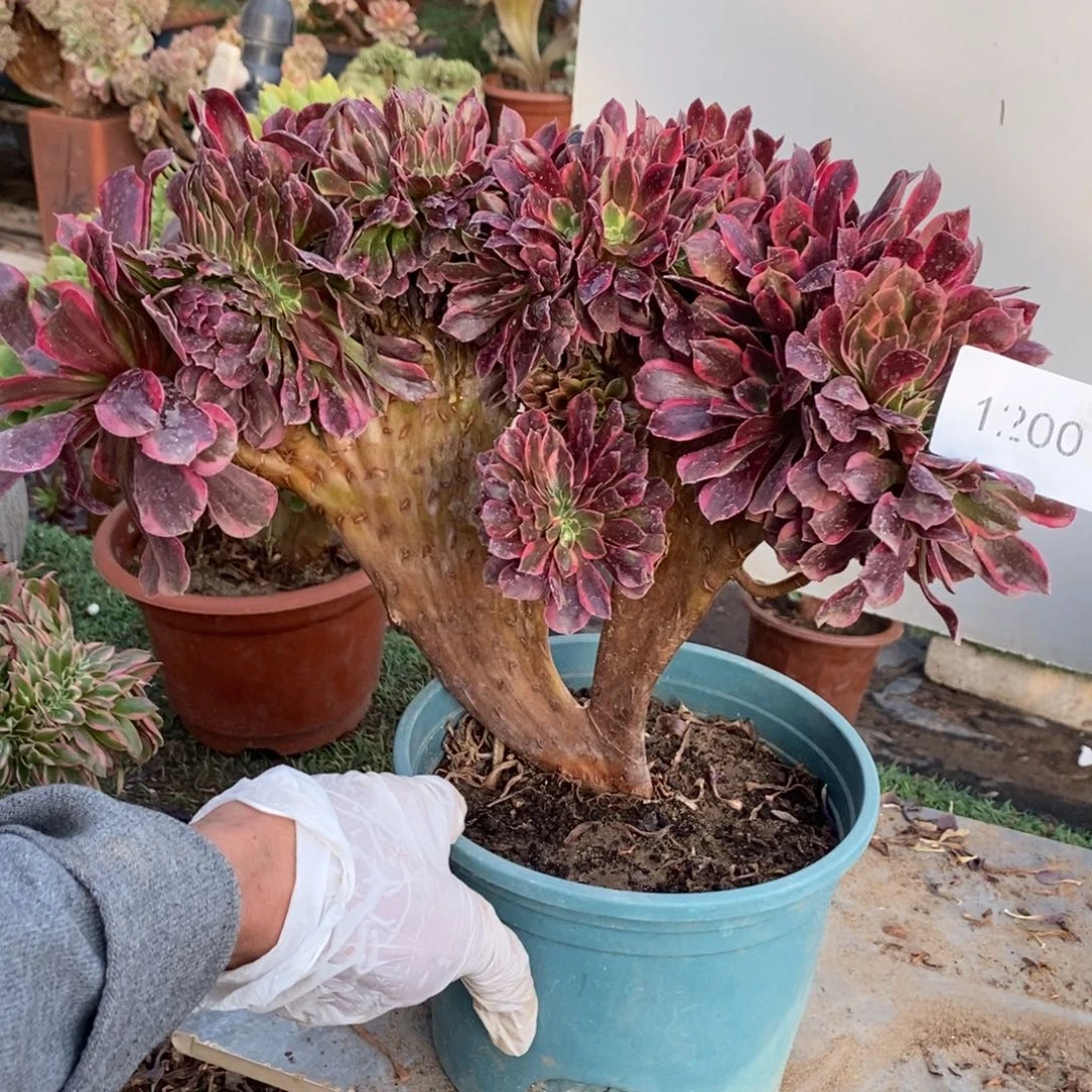 不开花植物1200号美杜莎缀化1颗