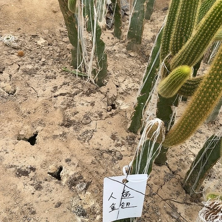 今***）双色侧芽7个。人鱼两个小侧芽