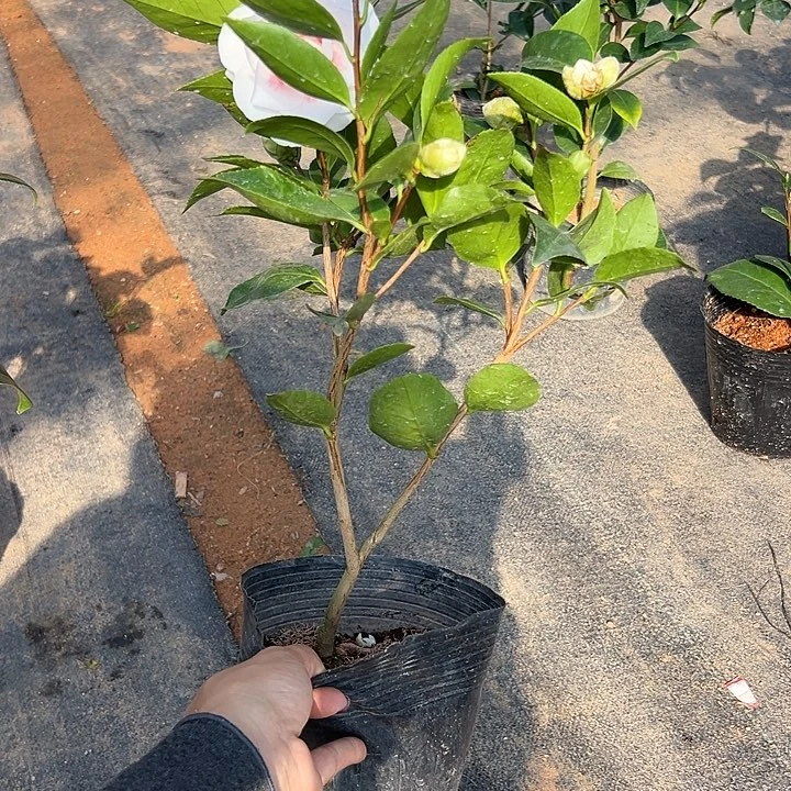 大部分花苞少量开放红pp