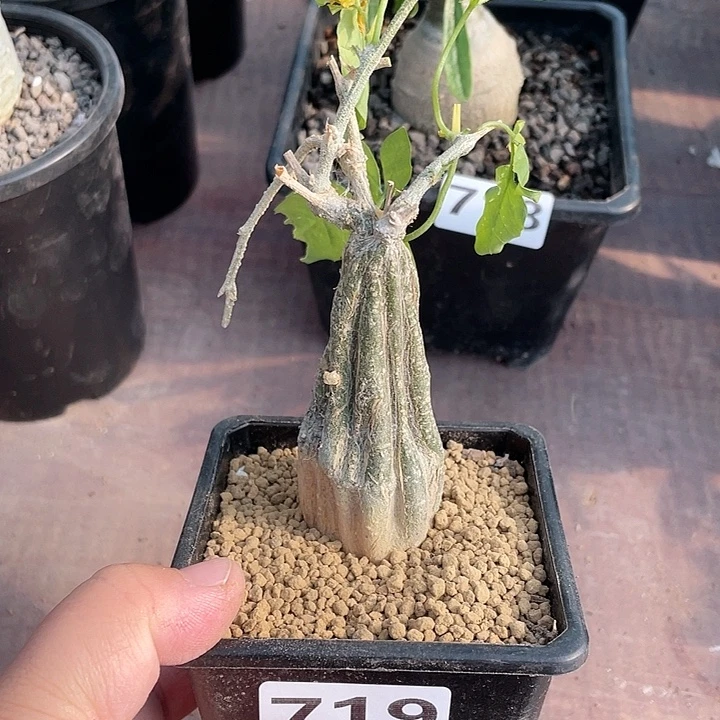 719沙漠苦瓜块根，