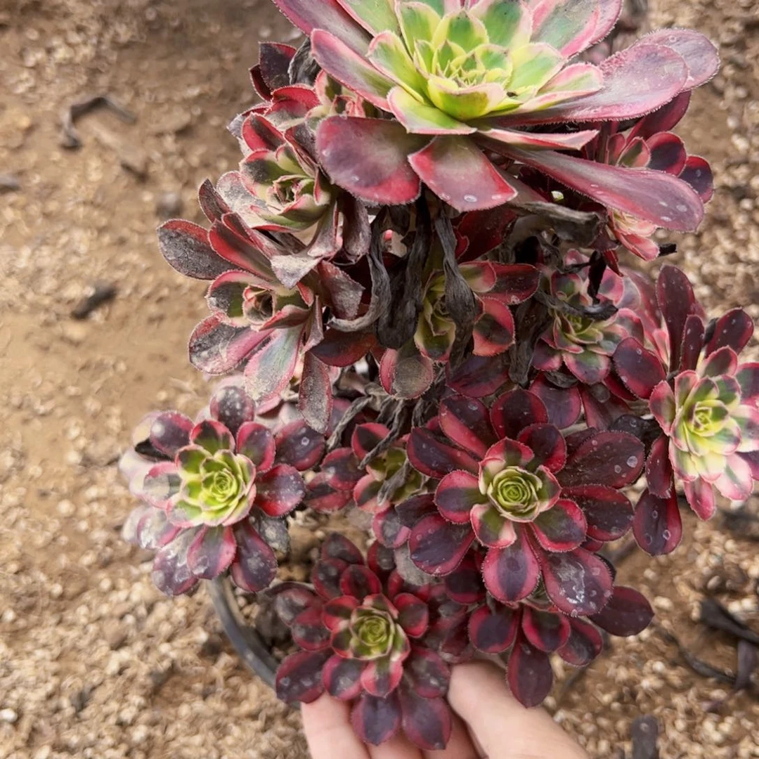 香奈儿多肉植物法师2072