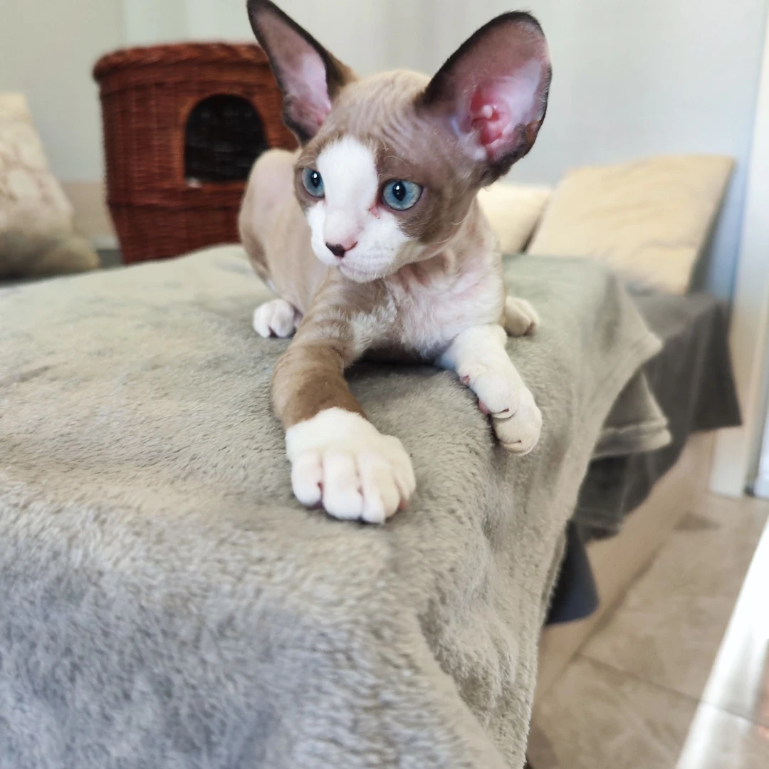 艺萦家德文卷毛猫，三个月弟弟家养