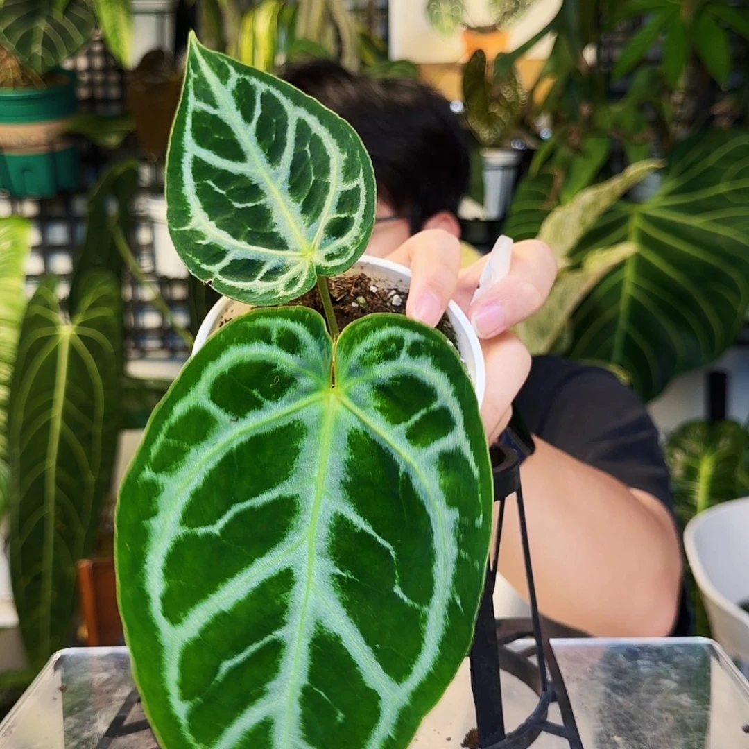 不开花植物E148  SKG杂撕裂纹