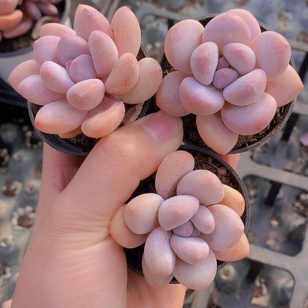 0119-小香水单头三颗一组量拍