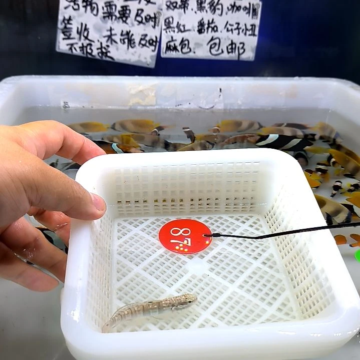 林哥虾虎7+/5-42-87海水