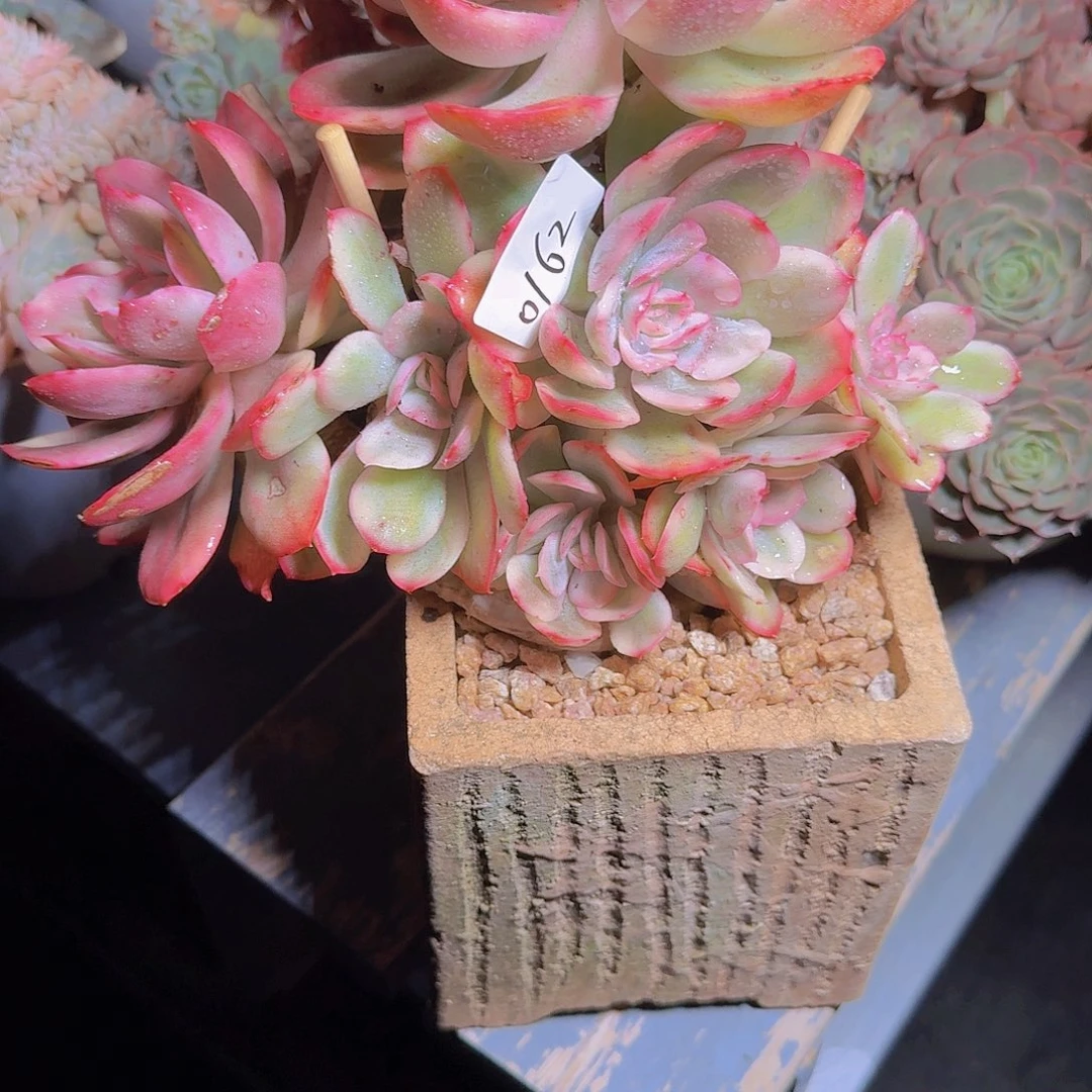 张***奕0162锦杂多肉植物