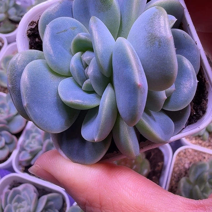 火烈鸟叶插苗一物一拍