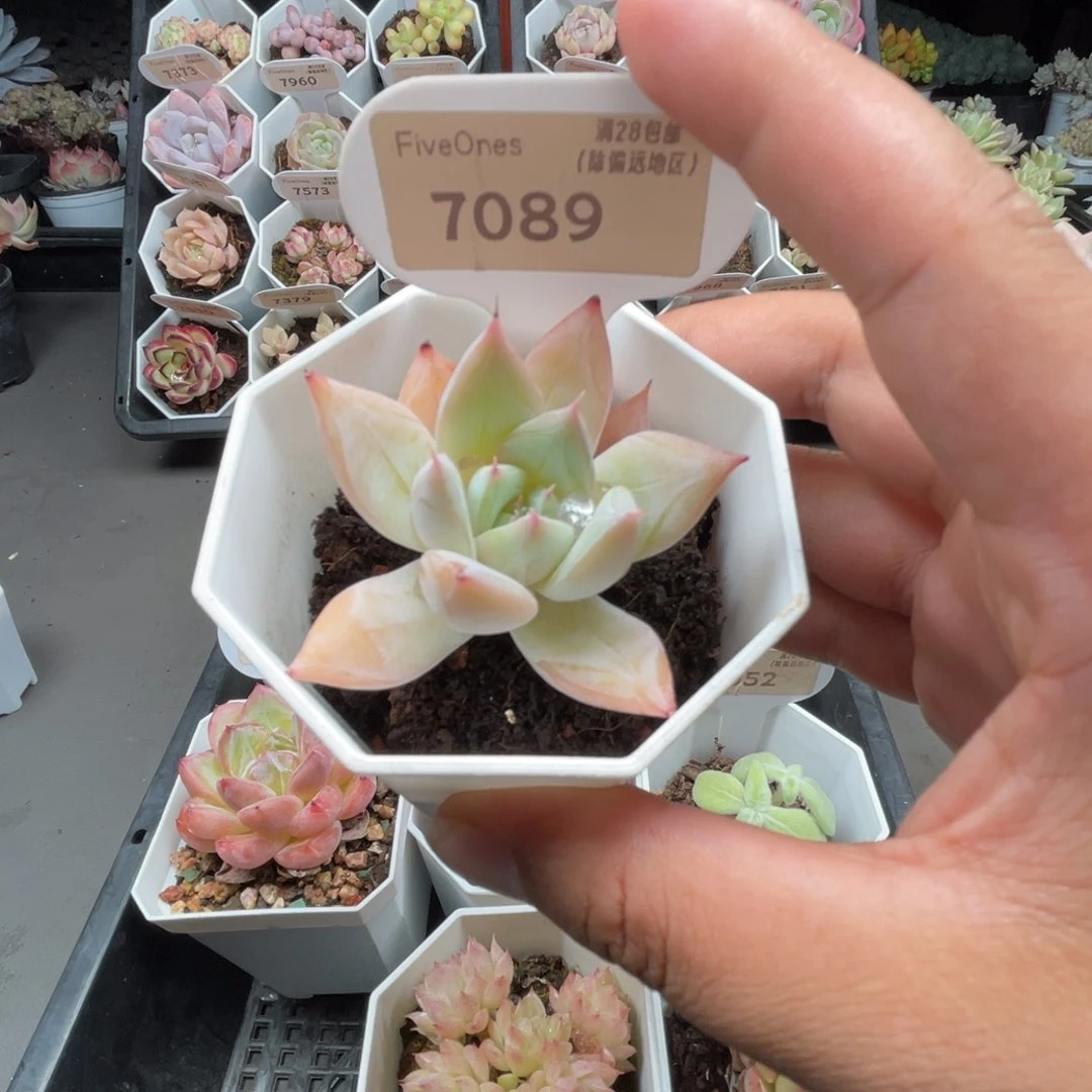 7089嫦娥5.0厘米