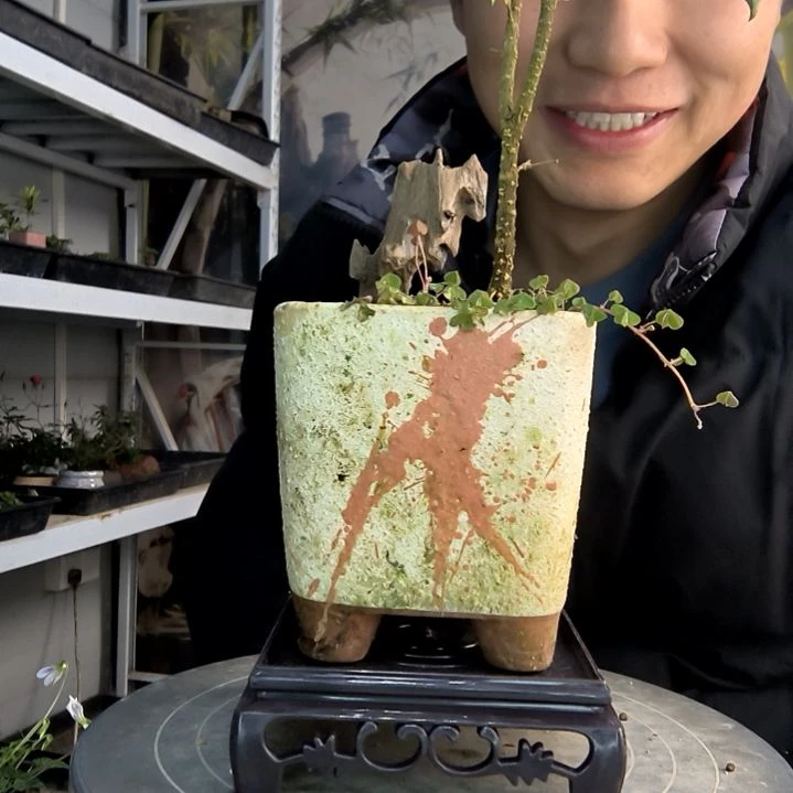 s***璜小盆景小植物一物一拍40