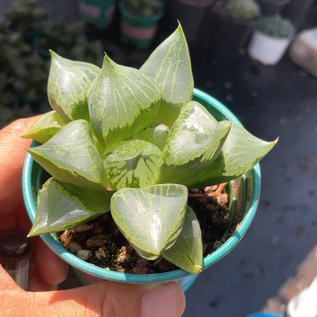 裹般若 背窗三杰之一带盆发货